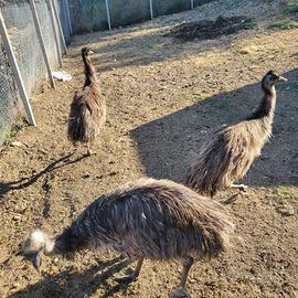 Emu di un anno prezzo unico per 3