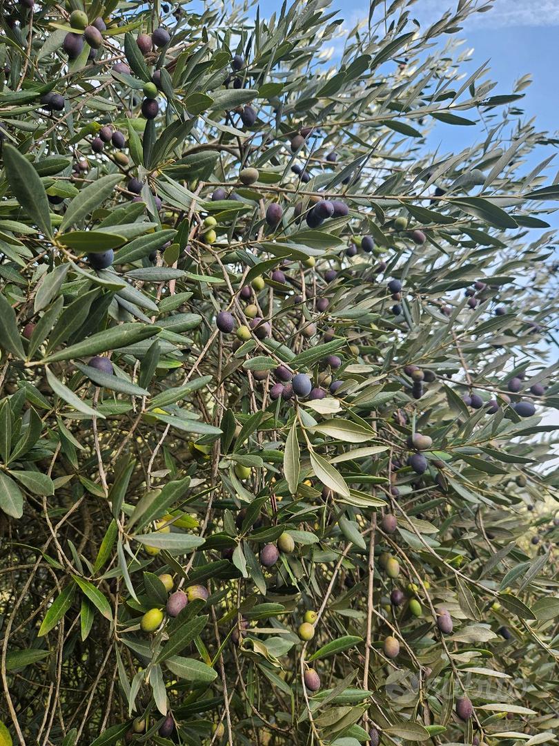 Terreno agricolo adibito a Vigna e Uliveto - Vista 6