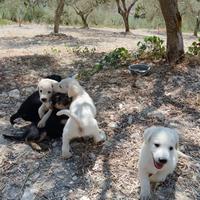 Si regalano cuccioli di cane
