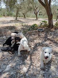 Si regalano cuccioli di cane