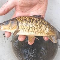 Carpe specchio carpe regina full scaled