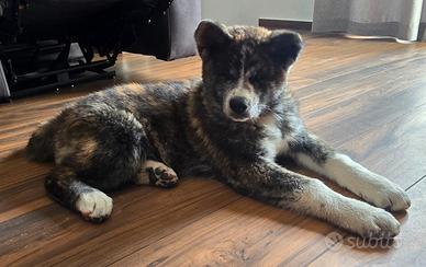 Cucciola tigrata di Akita Inu