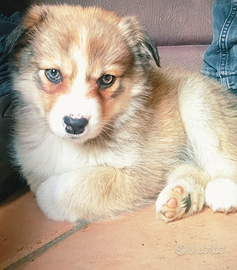 Cucciola Border Collie