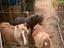 Immagine 1