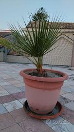 palma Washingtonia robusta 