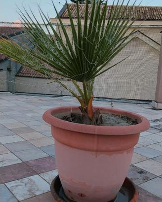 palma Washingtonia robusta 
