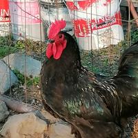 Gallo marans