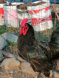 Gallo marans
