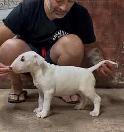 Bull terrier