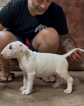 Bull terrier