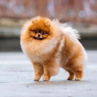 Spitz volpino pomerania ACCOPPIAMENTO/MONTA 2kg