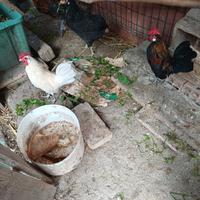 2 galletti nani rustici