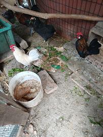 2 galletti nani rustici