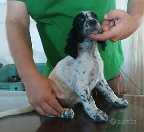 setter inglese cuccioli