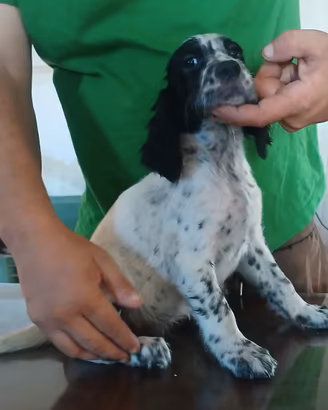 setter inglese cuccioli