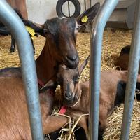 Capre camosciate delle alpi BIO nascite 2026