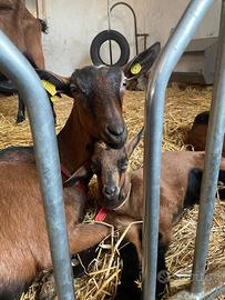 Capre camosciate delle alpi BIO nascite 2026