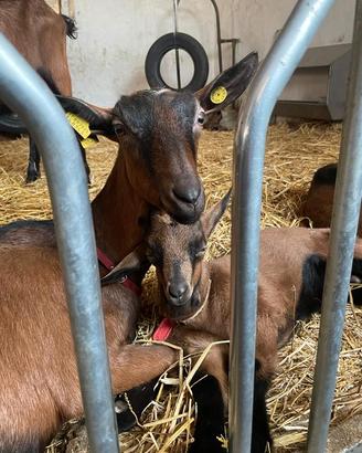 Capre camosciate delle alpi BIO nascite 2026