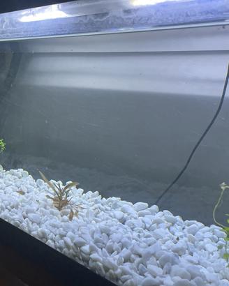 acquario con filtro esterno askoll