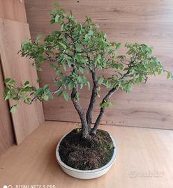 Bonsai"Padre,madre,figlio."