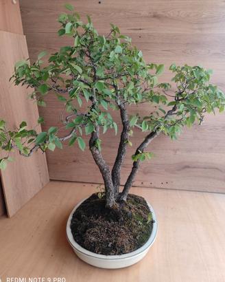 Bonsai"Padre,madre,figlio."