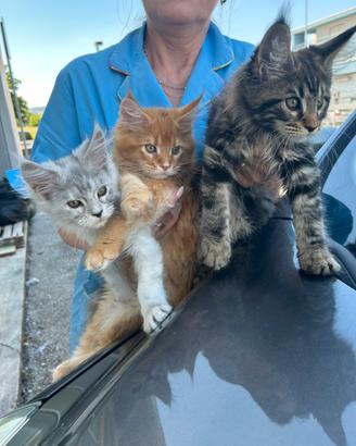 Maine Coon