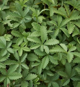 starter per prati di Potentilla Reptans.