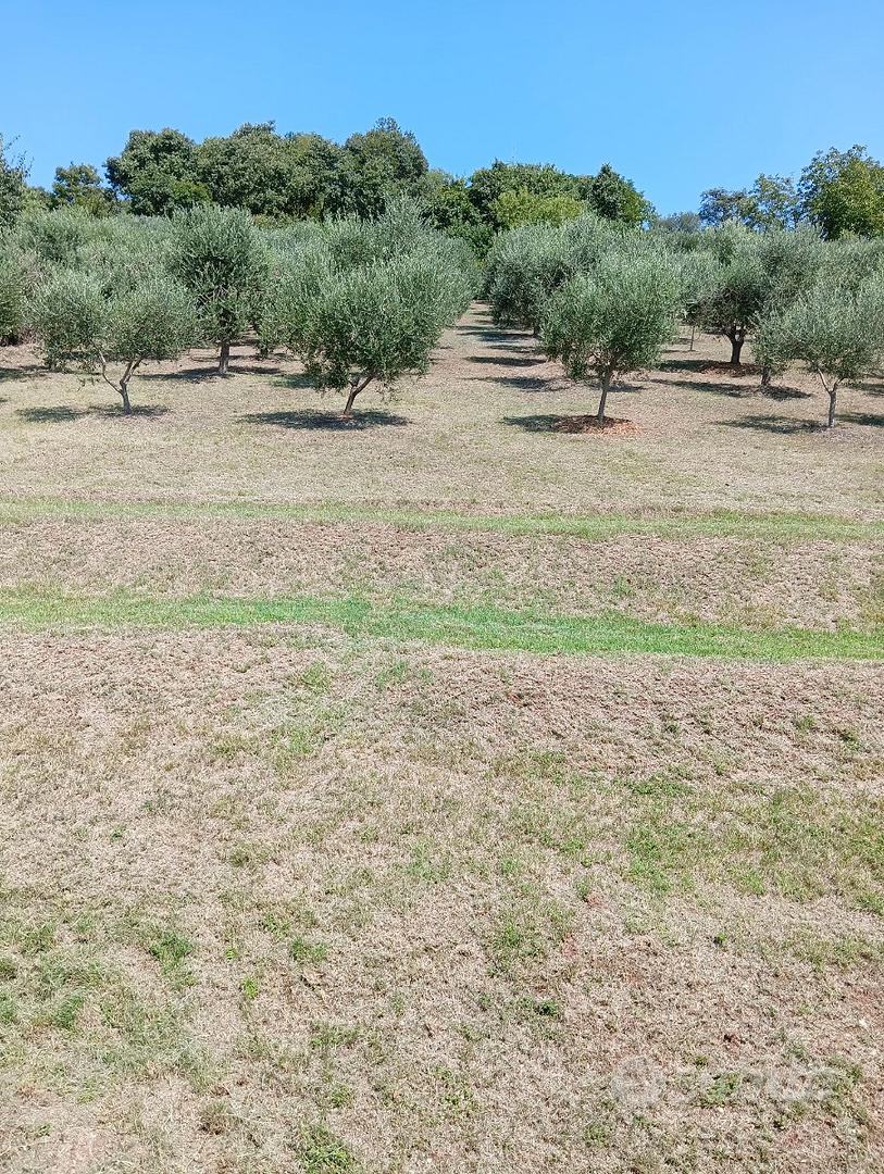 Casa colli euganei - Vista 5
