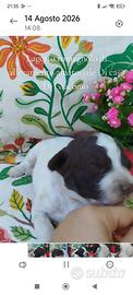 Lagotto Romagnolo da Allevamento Etico Amatoriale