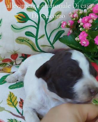 Lagotto Romagnolo da Allevamento Etico Amatoriale