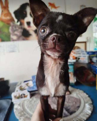 Chihuahua di 4 mesi