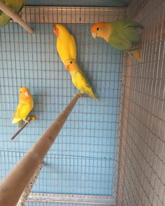 Inseparabili