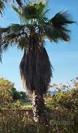  2 palme washingtonia.