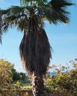  2 palme washingtonia.