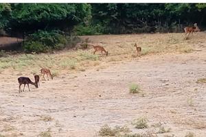 Immobile a 1km da Viù  sulla strada principale 