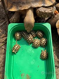 Sulcata