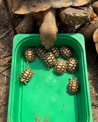 Sulcata