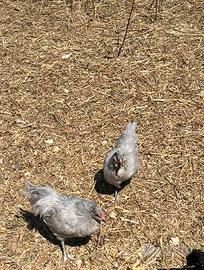 Galli e galline