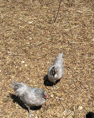 Galli e galline