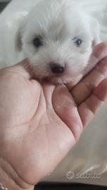 maltese 