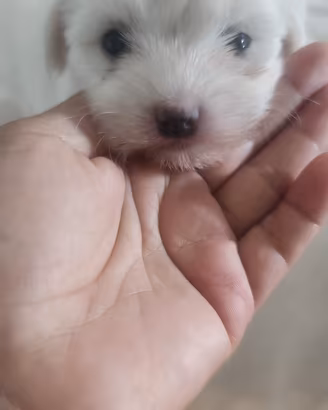 maltese 