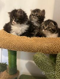 Scottish Fold e straight