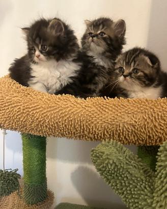 Scottish Fold e straight