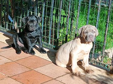 2 cucciole di cane corso