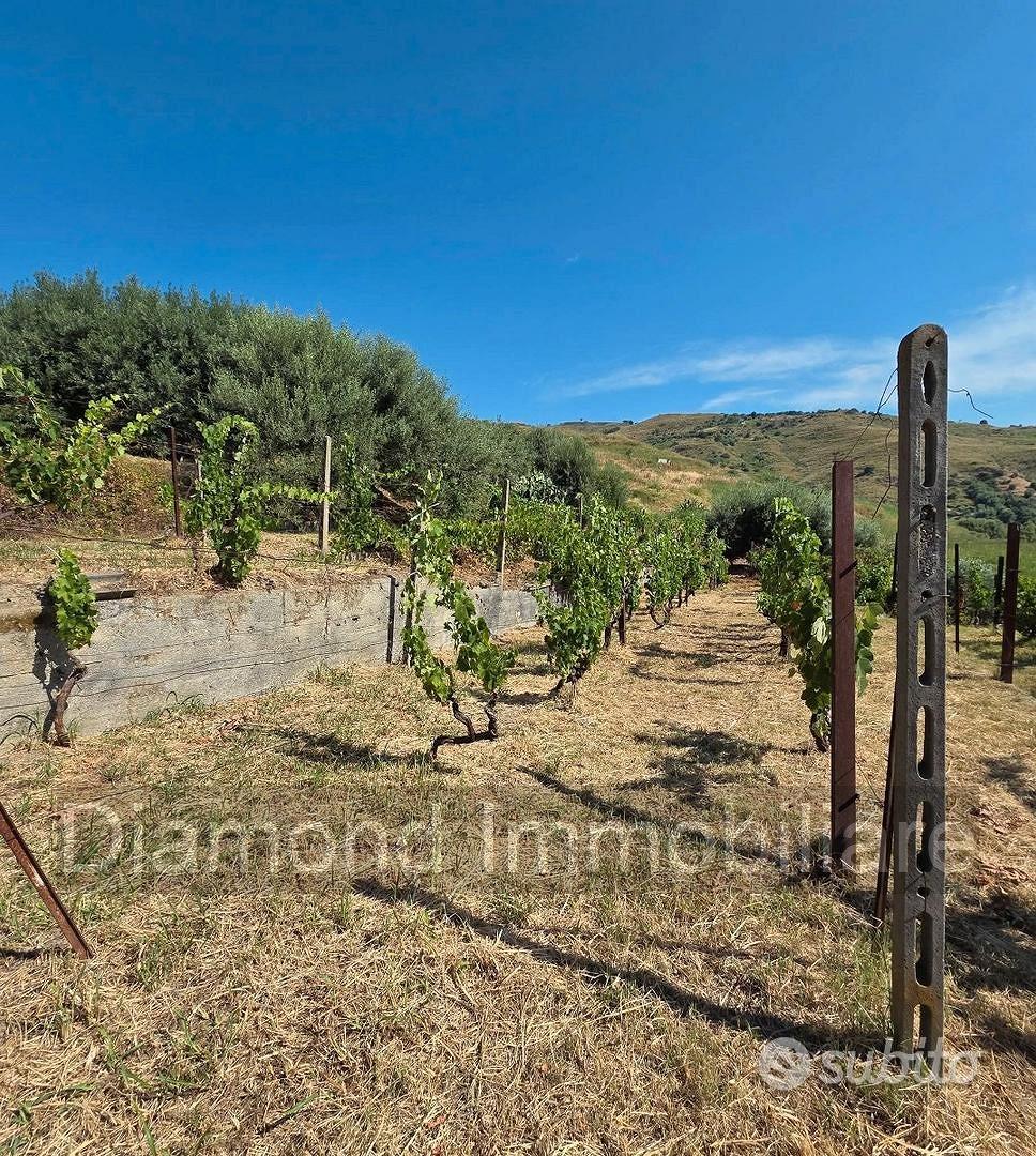 Terreno agricolo vigneto e uliveto a Calatabiano - Vista 5