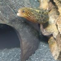 Murena leopardata e acquario