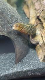 Murena leopardata e acquario