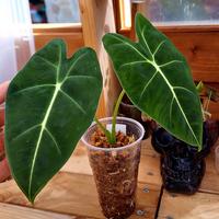 ALOCASIA MOCHOLITZIANA 2