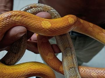 Serpenti del grano