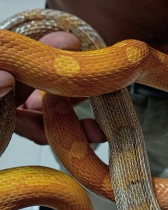 Serpenti del grano